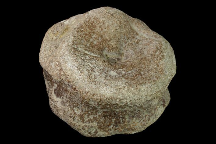 Rare, Fossil Plesiosaur Vertebra - Kansas #143472
